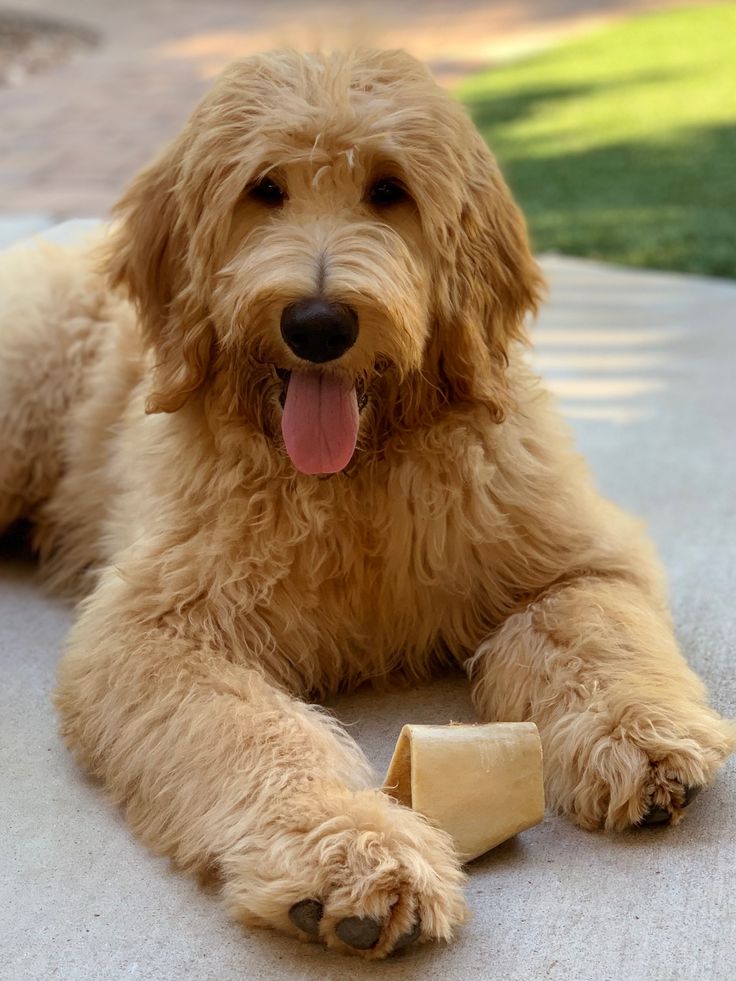 How Much Do Goldendoodles Cost? 2023 Price Guide