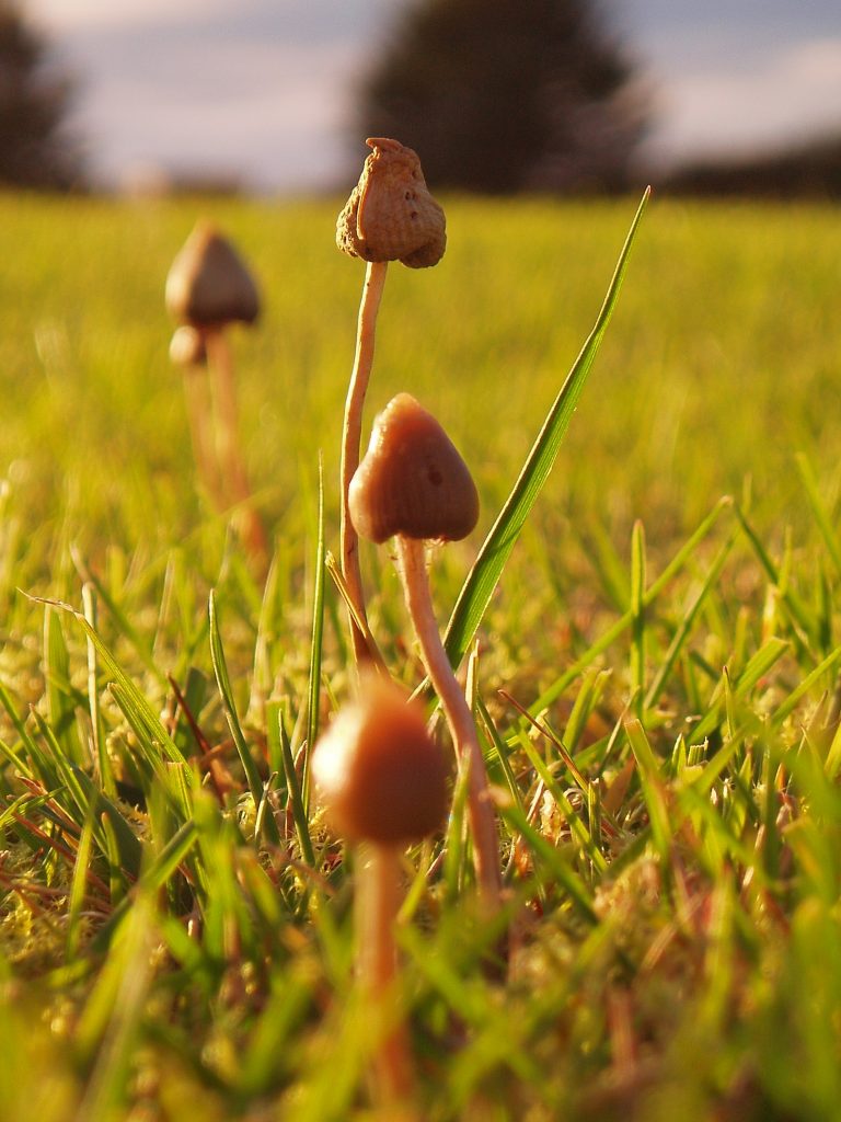 How Magic Mushrooms Could Change Your Mind-Body Connection
