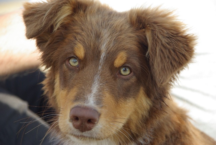 How Long Does It Take an Australian Shepherd to Get Used to a New Home? Rehome by Adopt-a-Pet com