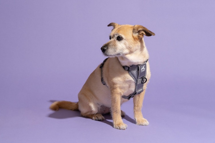 How to put on a Dog Harness?