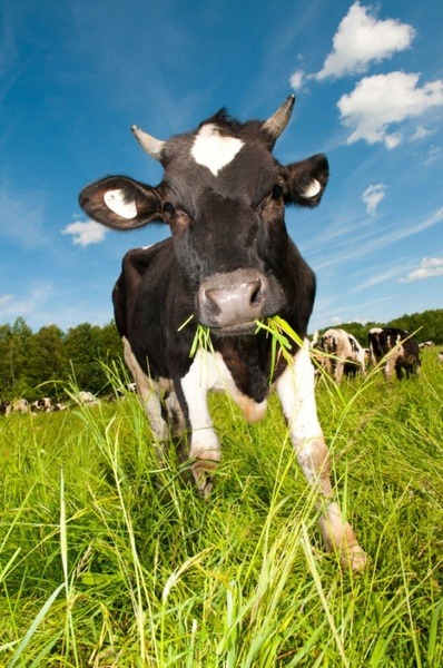 How to manage grass for forage