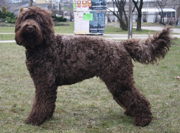 Discover the Charming Barbet Dogs