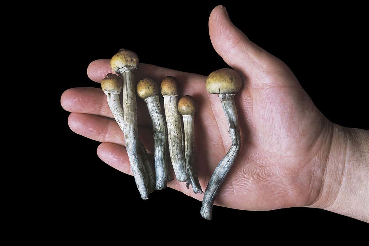 The Wondrous World of Magic Mushrooms